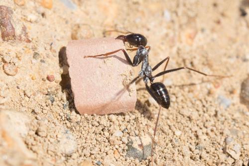 Réf. 242 844 : Cataglyphis iberica